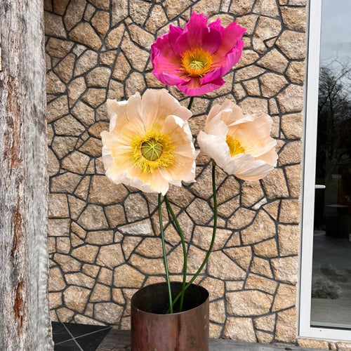 Giant Stemmed Crepe Poppies