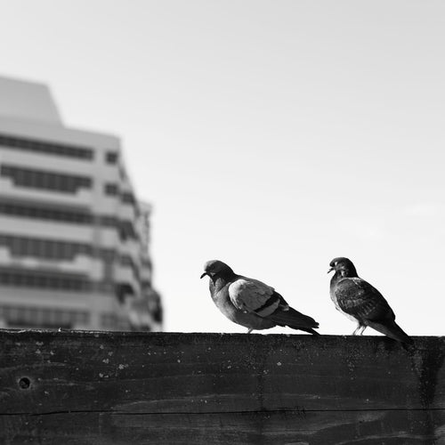 Captivating Photography