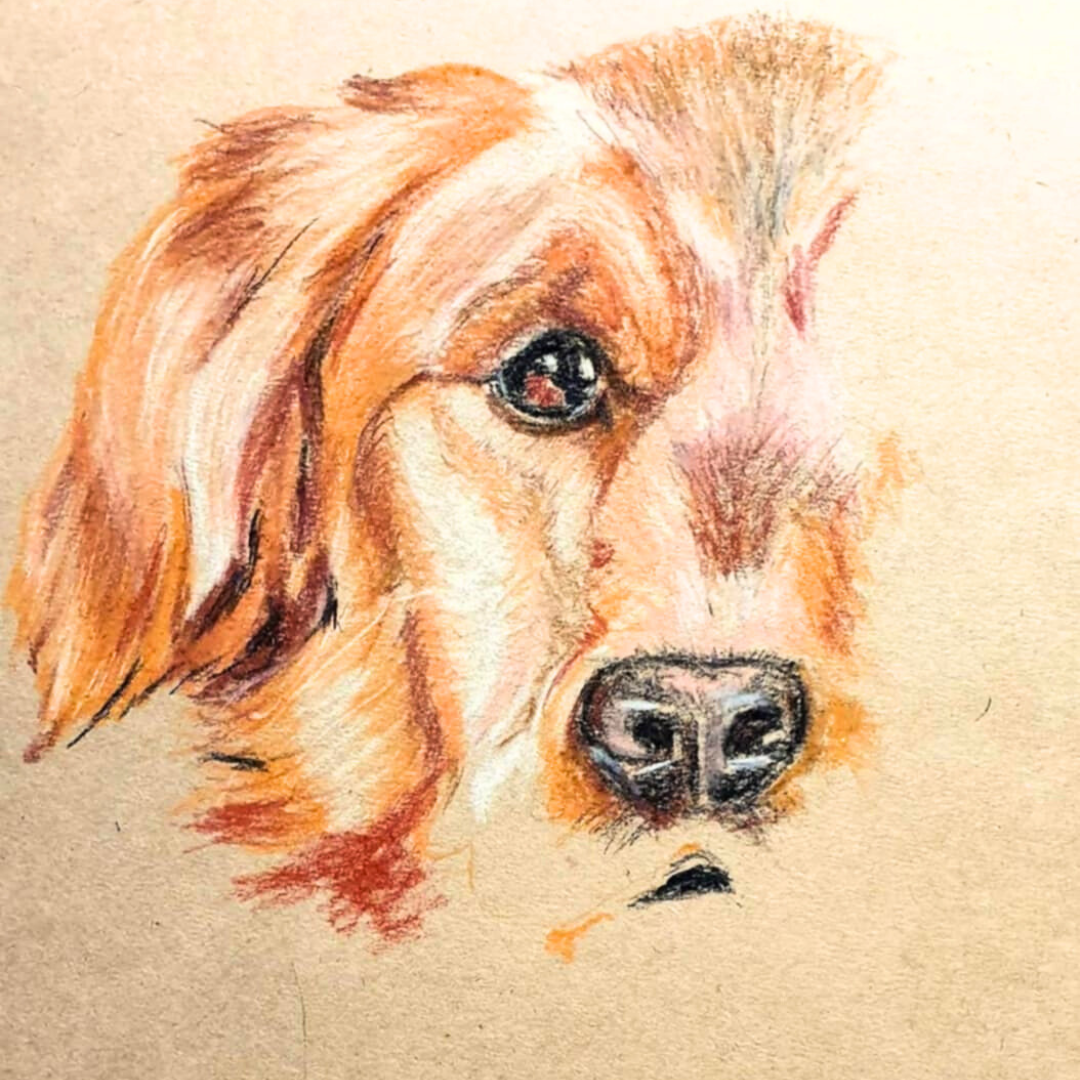 Anyone Can Draw! | Term 1